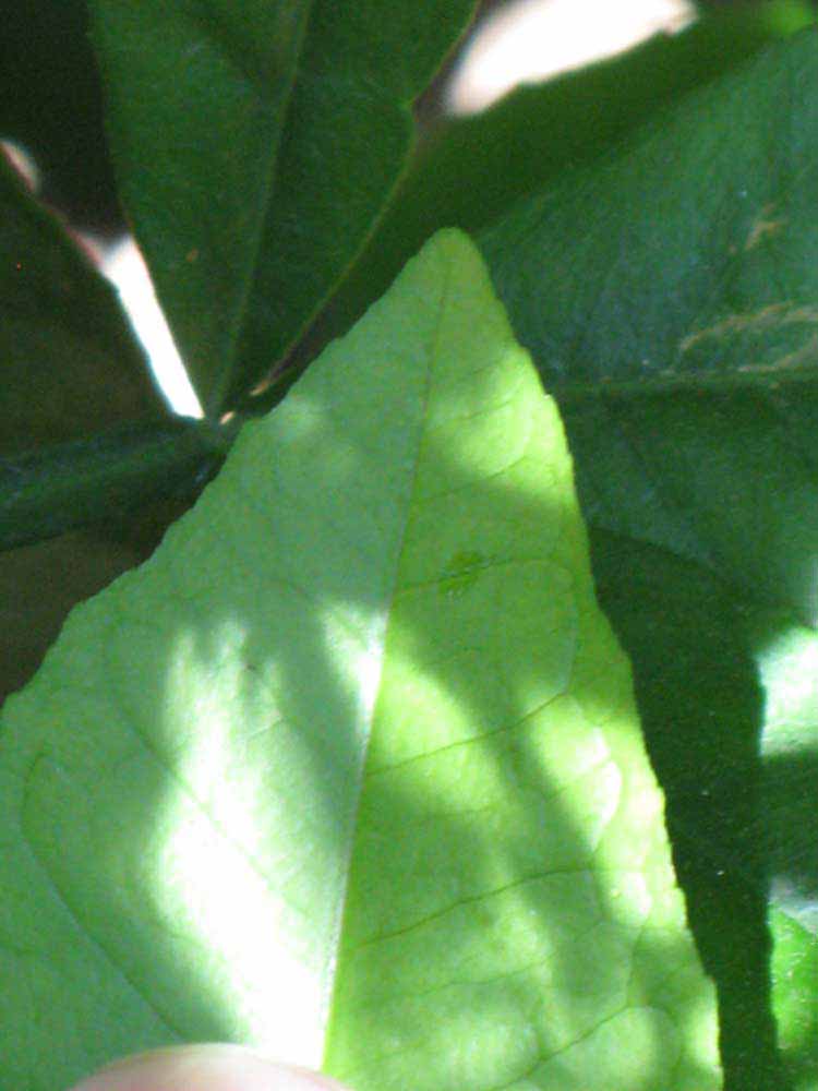              Margin (Riverside, CA)       